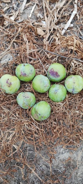 김 연님의 기타작물 · 영농일지 작성글 사진