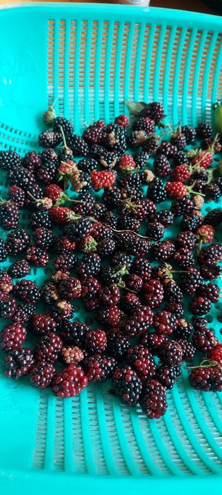 유일님의 고추 · 영농일지 작성글 사진