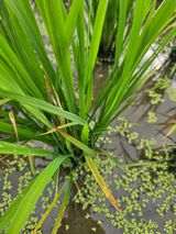 팜모닝 벼·영농일지 게시글 이미지