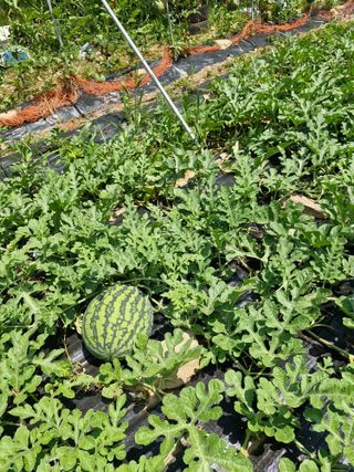 낙엽교목류21691님의 기타작물 · 영농일지 작성글 사진