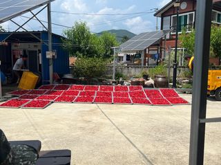 남촌302님의 고추 · 영농일지 작성글 사진