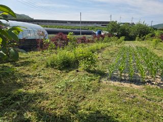 마이산 호두농원님의 기타작물 · 영농일지 작성글 사진
