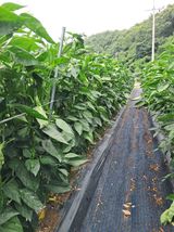 팜모닝 복숭아·영농일지 게시글 이미지