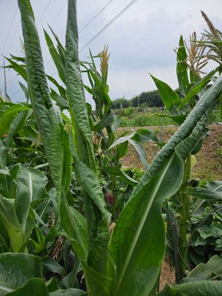 충남예산최현자님의 옥수수 · 영농일지 작성글 사진
