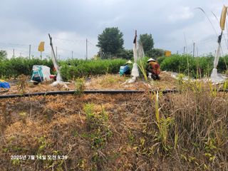 이동훈님의 고추 · 영농일지 작성글 사진