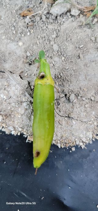 열정님의 고추 · 영농일지 작성글 사진