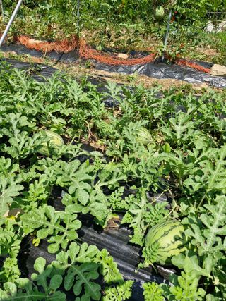 낙엽교목류21691님의 기타작물 · 영농일지 작성글 사진