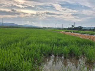 곰새끼님의 벼 · 영농일지 작성글 사진