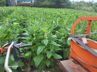 이천산수유3대농부님의 참깨 · 영농일지 작성글 사진