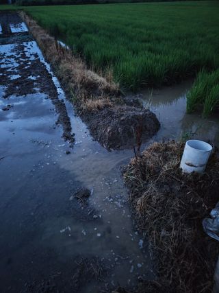 박원봉님의 호박 · 영농일지 작성글 사진