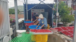 남촌302님의 고추 · 영농일지 작성글 사진