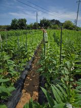 팜모닝 참깨·영농일지 게시글 이미지