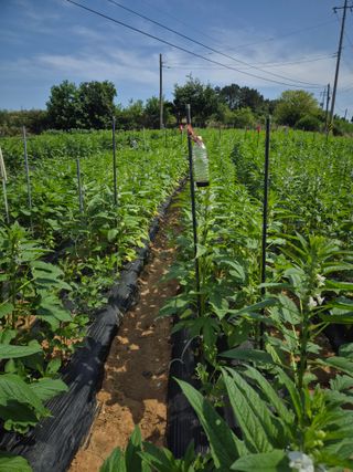 김기철님의 참깨 · 영농일지 작성글 사진