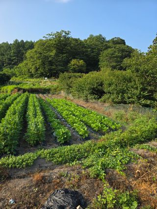 김대기님의 기타작물 · 영농일지 작성글 사진