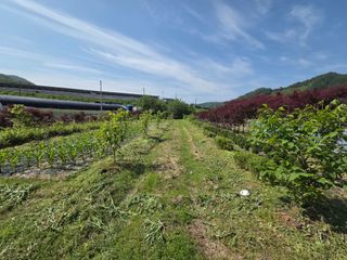 마이산 호두농원님의 기타작물 · 영농일지 작성글 사진