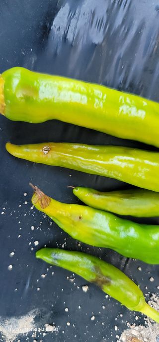 열정님의 고추 · 영농일지 작성글 사진