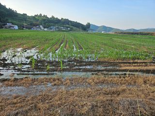 태이린팜님의 옥수수 · 영농일지 작성글 사진