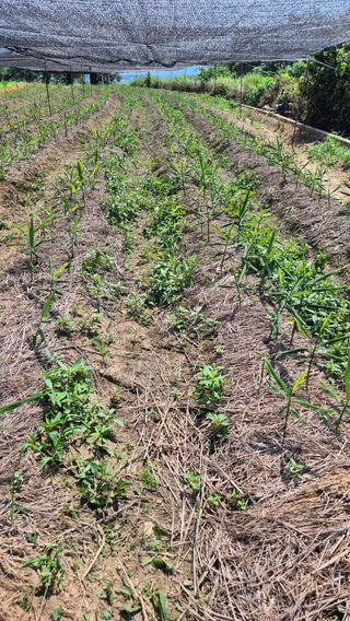 임상옥님의 기타작물 · 영농일지 작성글 사진