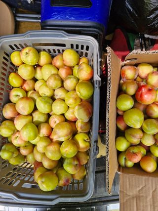 낙엽교목류21691님의 기타작물 · 영농일지 작성글 사진