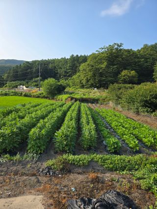 김대기님의 기타작물 · 영농일지 작성글 사진