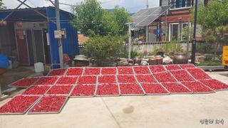 남촌302님의 고추 · 영농일지 작성글 사진