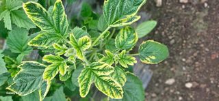 최갑수 님의 참깨 · 영농일지 작성글 사진