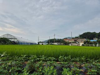 곰새끼님의 벼 · 영농일지 작성글 사진