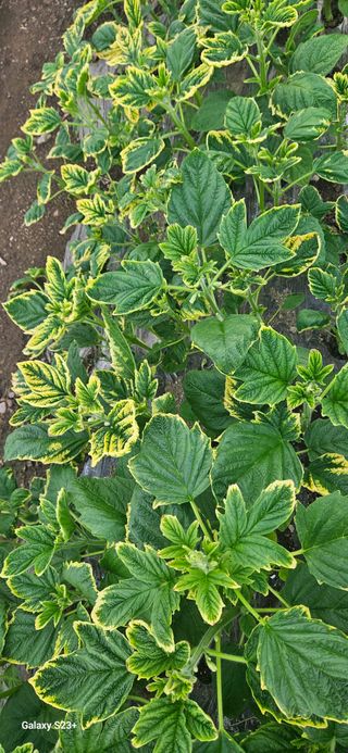 최갑수 님의 참깨 · 영농일지 작성글 사진