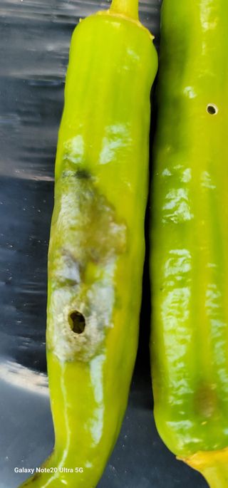 열정님의 고추 · 영농일지 작성글 사진