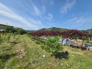 마이산 호두농원님의 기타작물 · 영농일지 작성글 사진