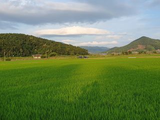 금강석님의 벼 · 영농일지 작성글 사진