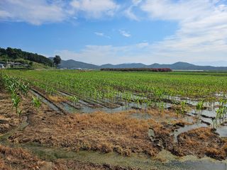 태이린팜님의 옥수수 · 영농일지 작성글 사진