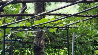 권혁렬님의 오이 · 영농일지 작성글 사진