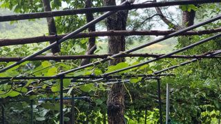 권혁렬님의 오이 · 영농일지 작성글 사진