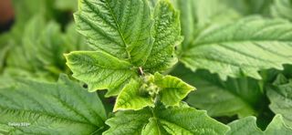 최갑수 님의 참깨 · 영농일지 작성글 사진