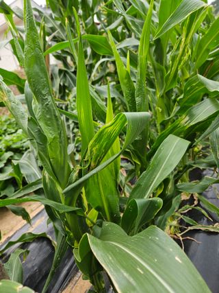 충남예산최현자님의 옥수수 · 영농일지 작성글 사진