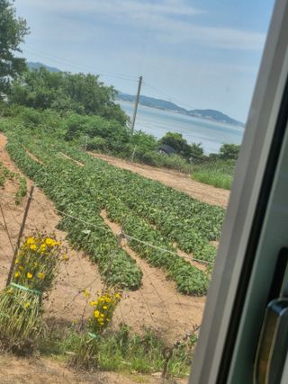 김 농부님의 기타작물 · 영농일지 작성글 사진