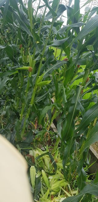 수원농군님의 고구마 · 영농일지 작성글 사진