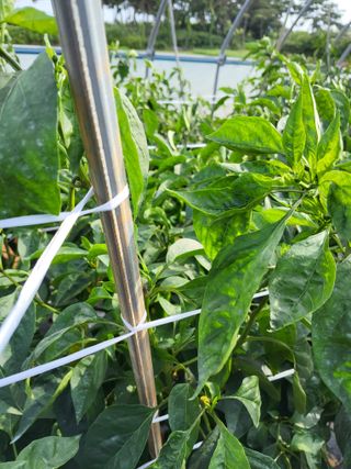 최유순님의 기타작물 · 영농일지 작성글 사진