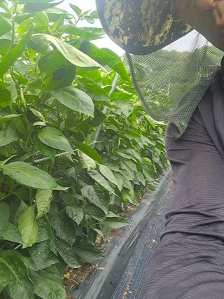 류남열님의 복숭아 · 영농일지 작성글 사진