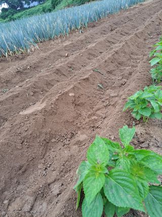 좋은인연원님의 감자 · 영농일지 작성글 사진