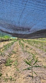 팜모닝 기타작물·영농일지 게시글 이미지