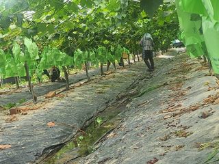 백화산지킴이산야초님의 기타작물 · 영농일지 작성글 사진