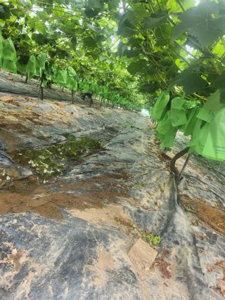 백화산지킴이산야초님의 기타작물 · 영농일지 작성글 사진