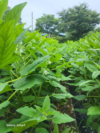 이천산수유3대농부님의 참깨 · 영농일지 작성글 사진