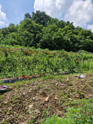 낙엽교목류21691님의 기타작물 · 영농일지 작성글 사진