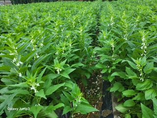 이천산수유3대농부님의 참깨 · 영농일지 작성글 사진