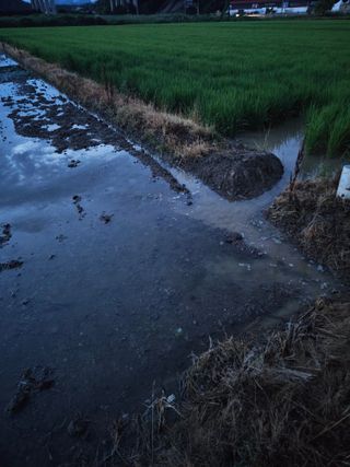 박원봉님의 호박 · 영농일지 작성글 사진