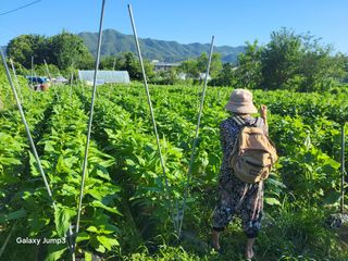 이천산수유3대농부님의 참깨 · 영농일지 작성글 사진