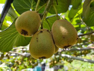 산래농원님의 기타작물 · 영농일지 작성글 사진